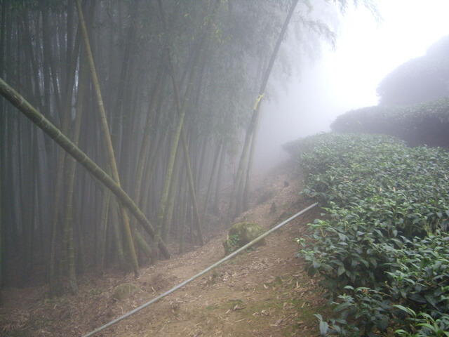 IMGP8944.JPG - 南投鹿谷樟空崙山、貓冬望山、大崙頭山、銀杏森林(羊彎上、下大石公)