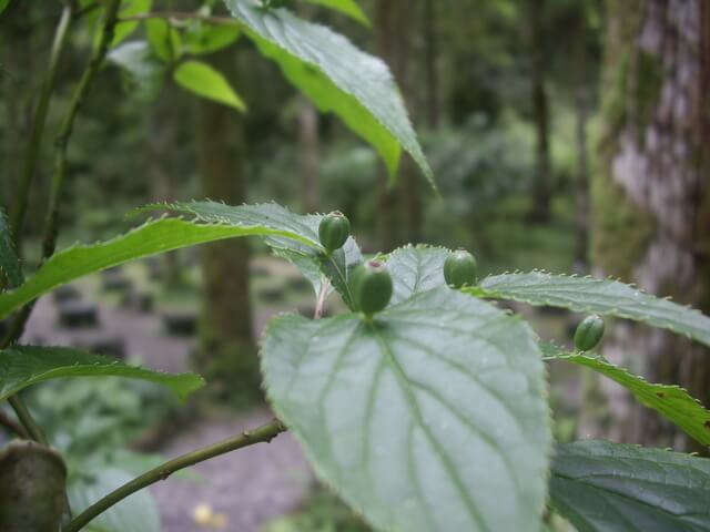 福山植物園