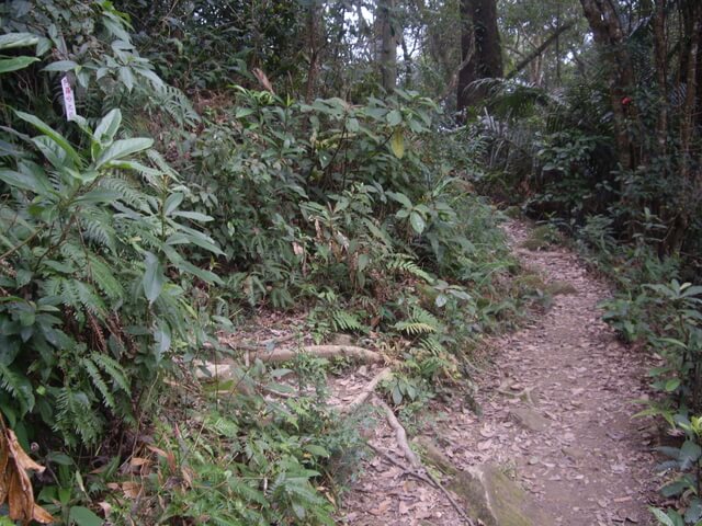 草嶺山 白石埤叉路