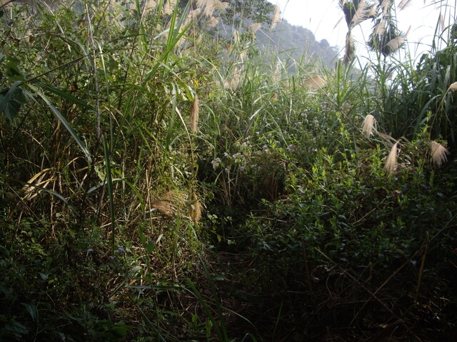 烏山嶺(刣牛湖山)