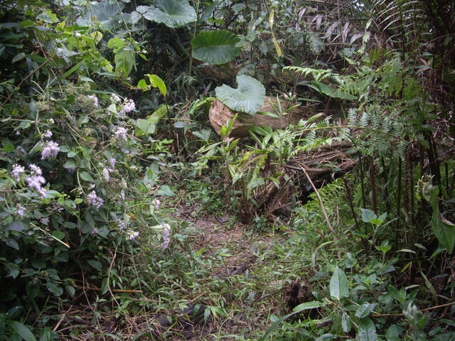 烏山嶺(刣牛湖山)