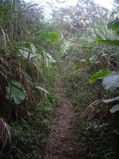 烏山嶺(刣牛湖山)