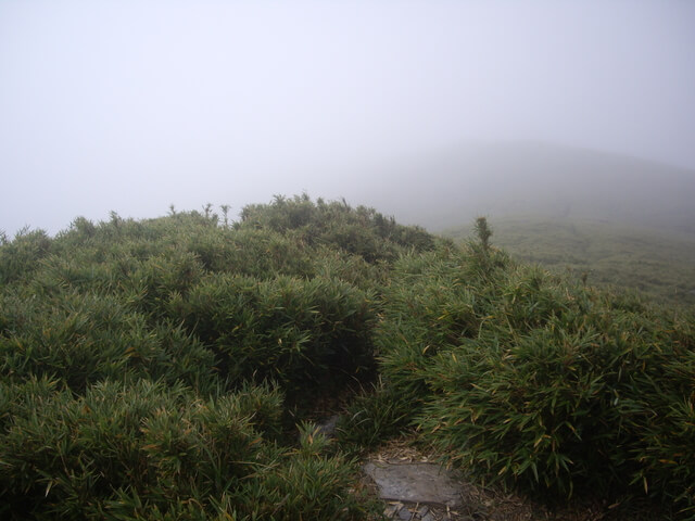 IMGP8600.JPG - 奇萊南華(DAY2－奇萊南峰、南華山)