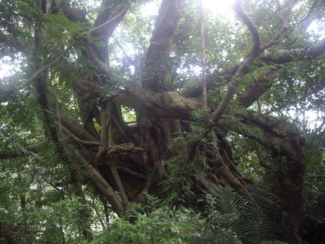 IMGP8268.JPG - 屏東獅仔雙流森林遊樂區帽子山步道