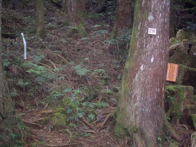 IMGP8127.JPG - 特富野古道、東水山西峰、東水山、自忠山