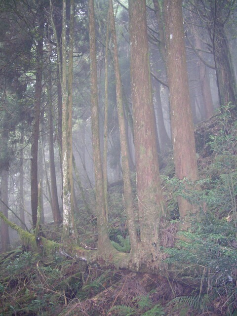 IMGP8137.JPG - 特富野古道、東水山西峰、東水山、自忠山