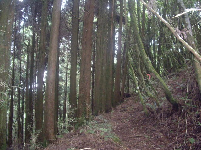 IMGP8173.JPG - 特富野古道、東水山西峰、東水山、自忠山