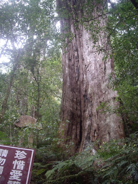 拉拉山自然保護區、塔曼山