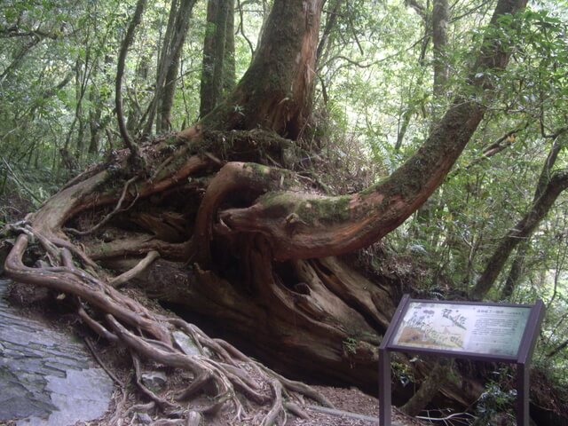 拉拉山自然保護區、塔曼山