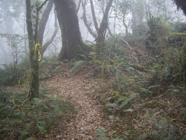 拉拉山自然保護區、塔曼山