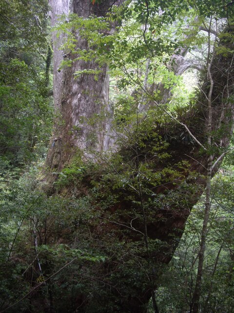 拉拉山自然保護區、塔曼山