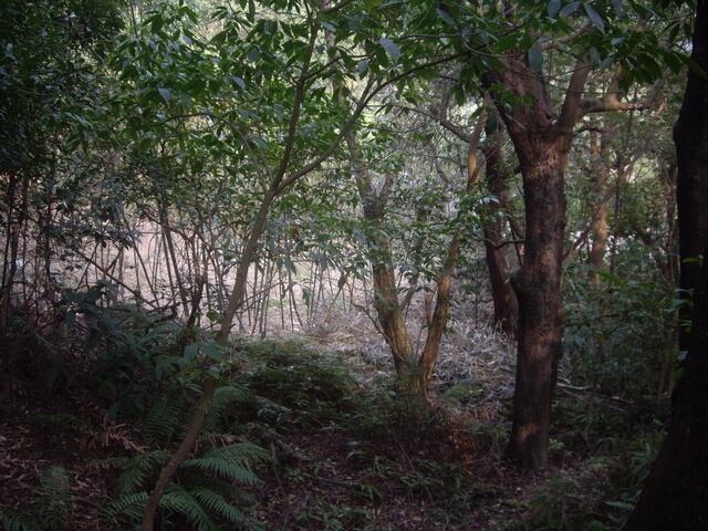 金面山、剪刀石山、西湖山、小金面山