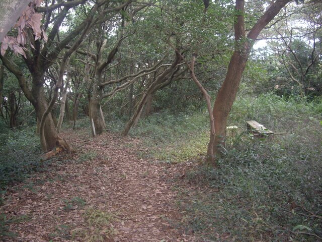 大坑桐花步道、陳厝坑山