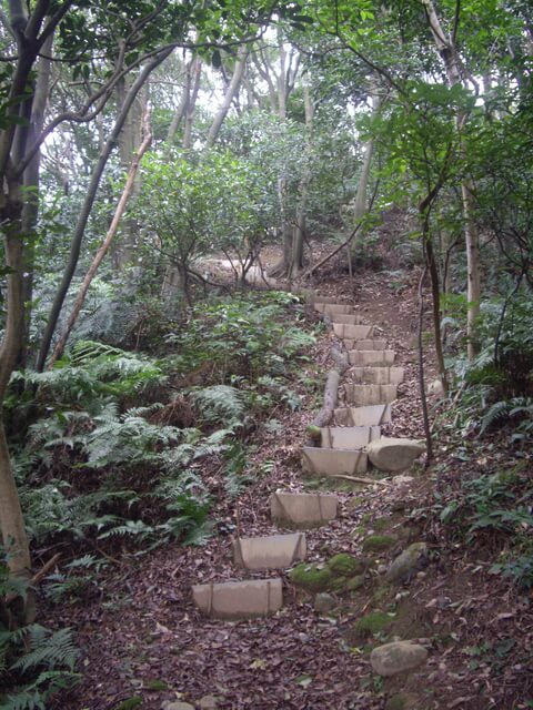 大坑桐花步道、陳厝坑山