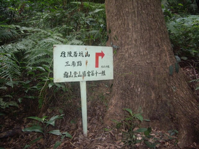 大坑桐花步道、陳厝坑山