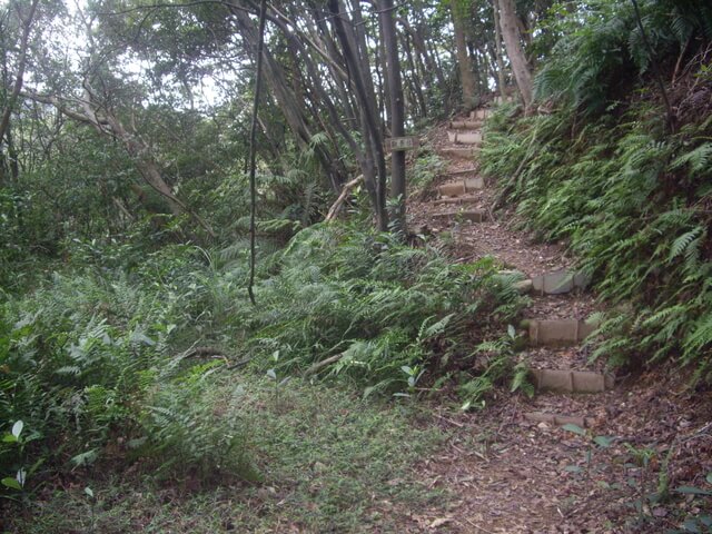 大坑桐花步道、陳厝坑山