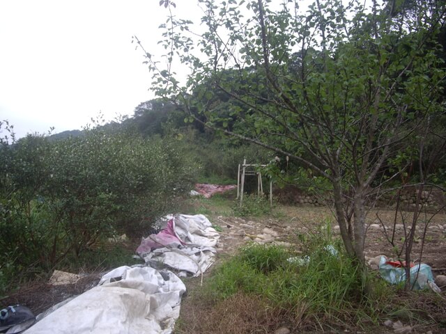 大坑桐花步道、陳厝坑山