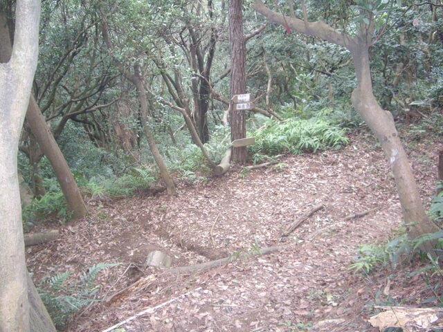 大坑桐花步道、陳厝坑山