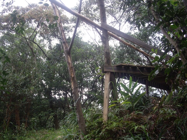 大坑桐花步道、陳厝坑山