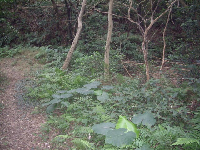 大坑桐花步道、陳厝坑山