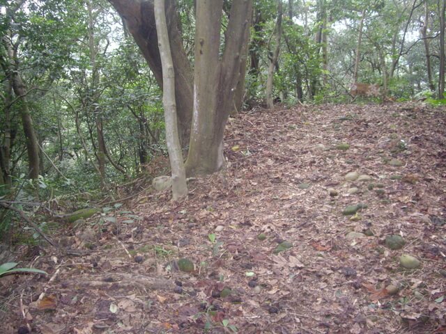 大坑桐花步道、陳厝坑山