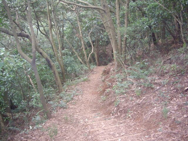 大坑桐花步道、陳厝坑山