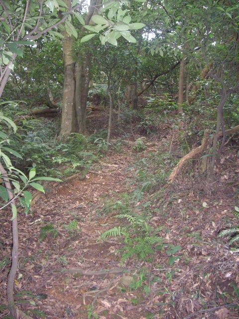 大坑桐花步道、陳厝坑山