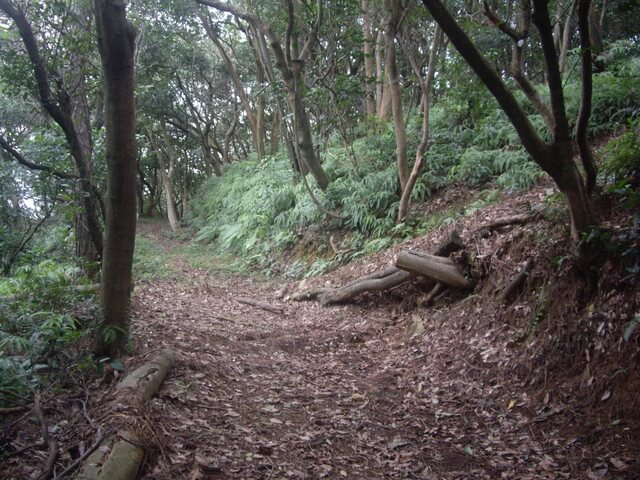 大坑桐花步道、陳厝坑山