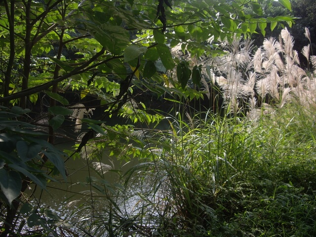 大古山步道