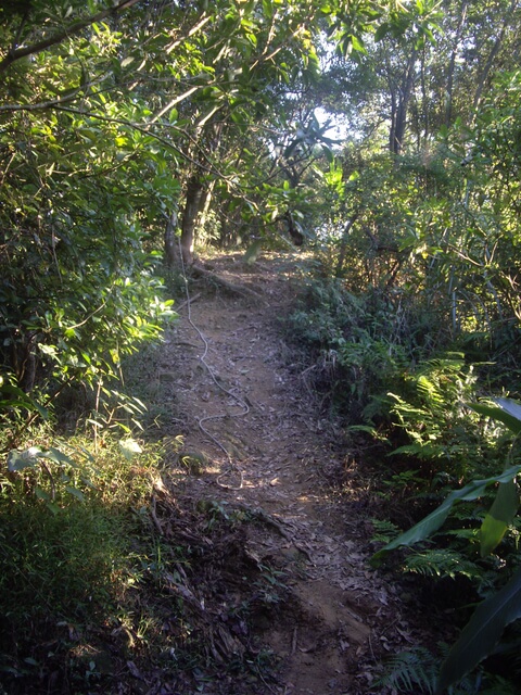 柿子山(明舉山)