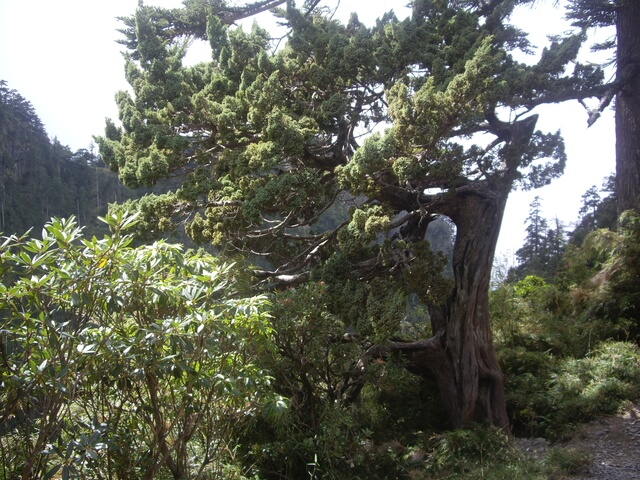 玉山杜鵑與玉山圓柏