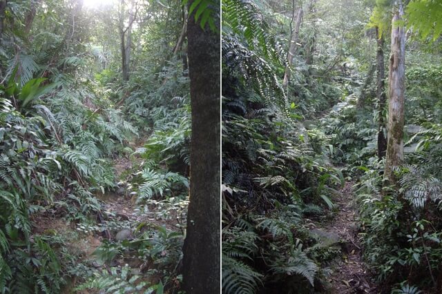 炮子崙步道 猴山岳