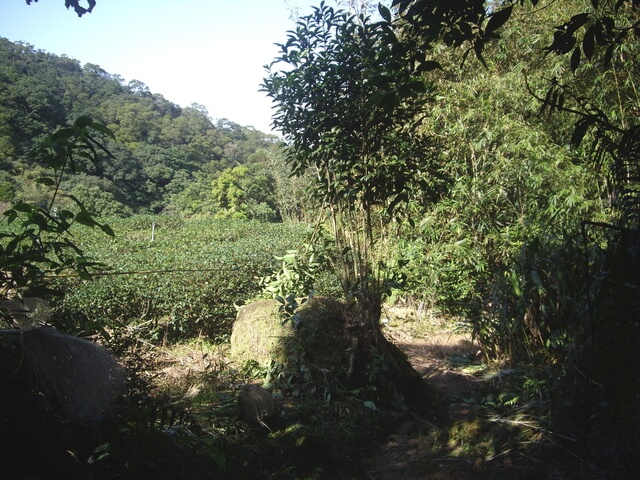 猴山岳 林家草厝