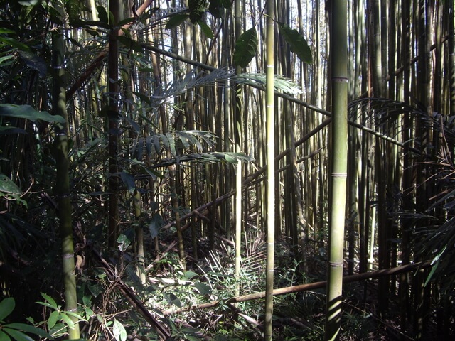 扇子排山、扇子排山西北峰