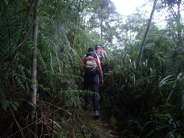 唐麻丹山(裡冷上、下松鶴) 芒草路段