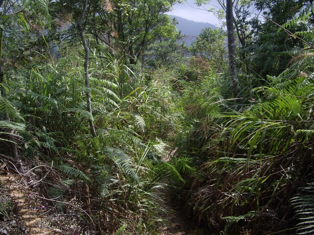 唐麻丹山(裡冷上、下松鶴)