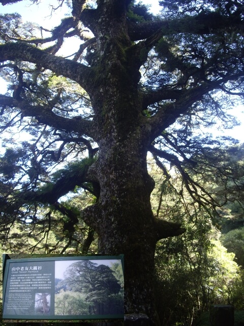 大鐵杉，樹齡約800年