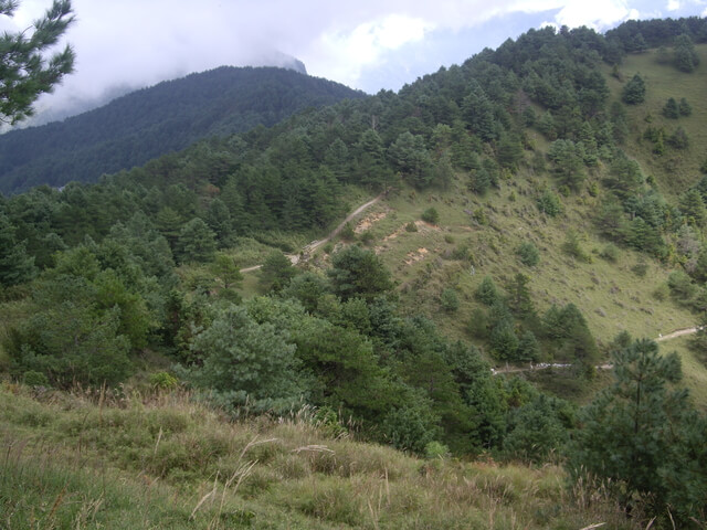 鹿林山 俯瞰麟趾山鞍部