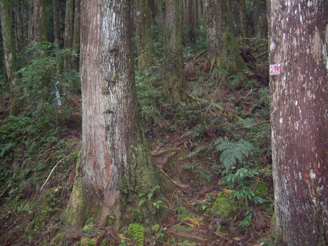 特富野古道