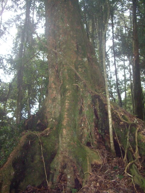 特富野古道