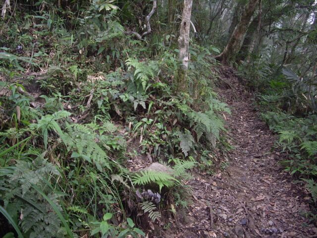 都蘭山步道、都蘭山