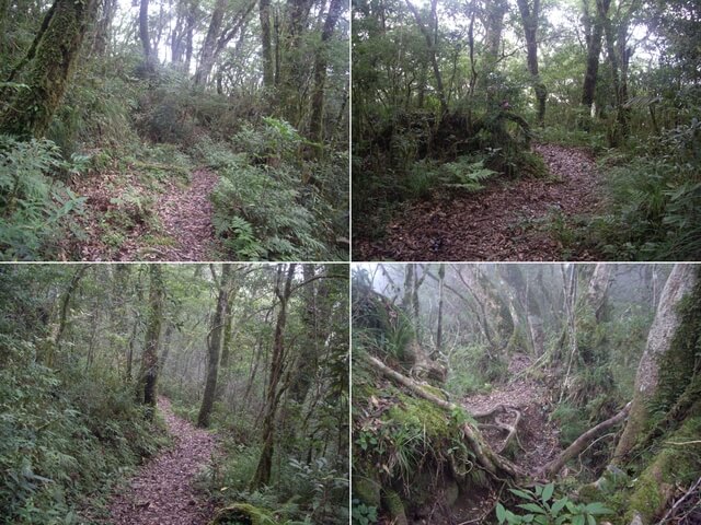 都蘭山步道、都蘭山