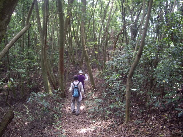 挑水古道、碧山古道、碧山