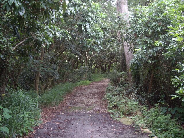 挑水古道、碧山古道、碧山