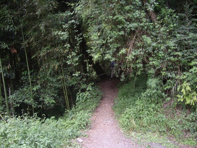 鎮西堡 B 區神木群步道