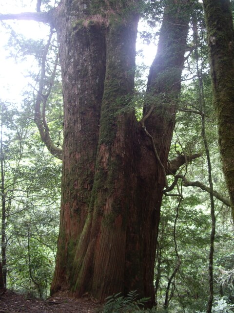 鎮西堡 B 區神木群步道