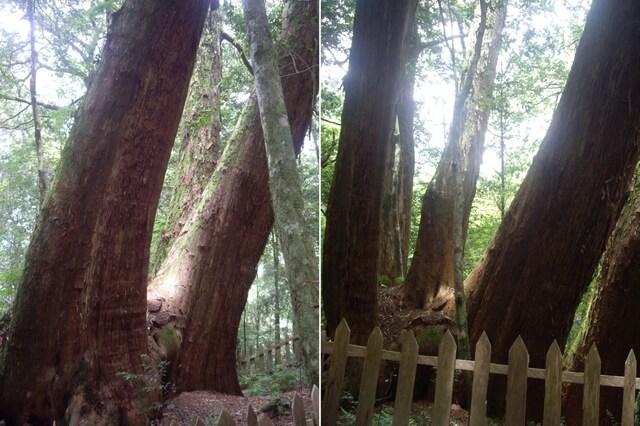 鎮西堡 B 區神木群步道