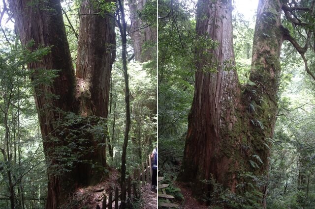 鎮西堡 B 區神木群步道