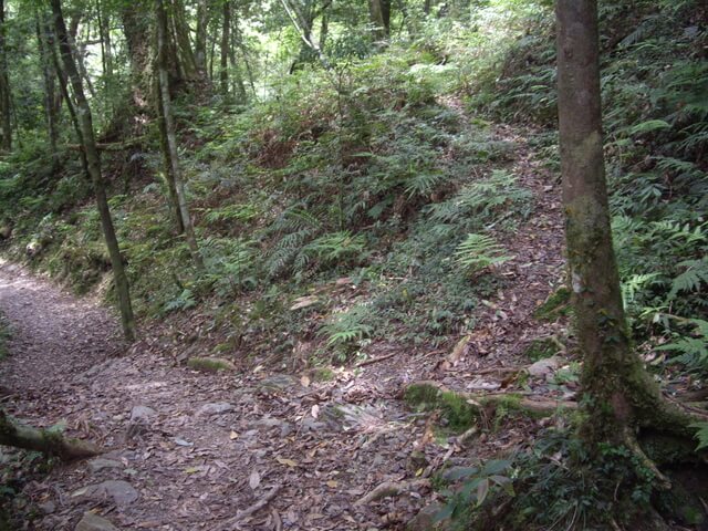 鎮西堡 B 區神木群步道