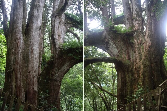 鎮西堡 B 區神木群步道